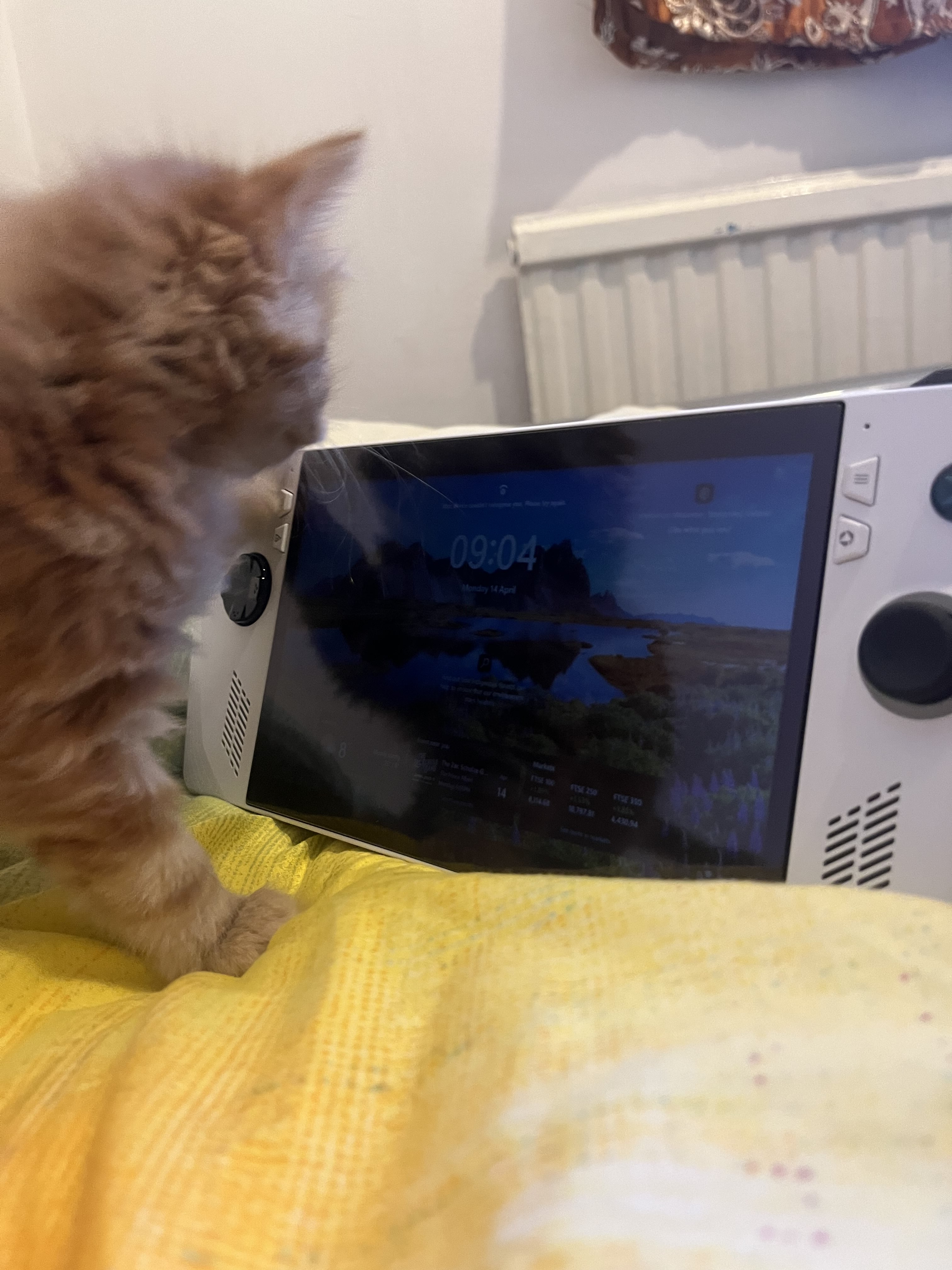 Kitten with ROG Ally